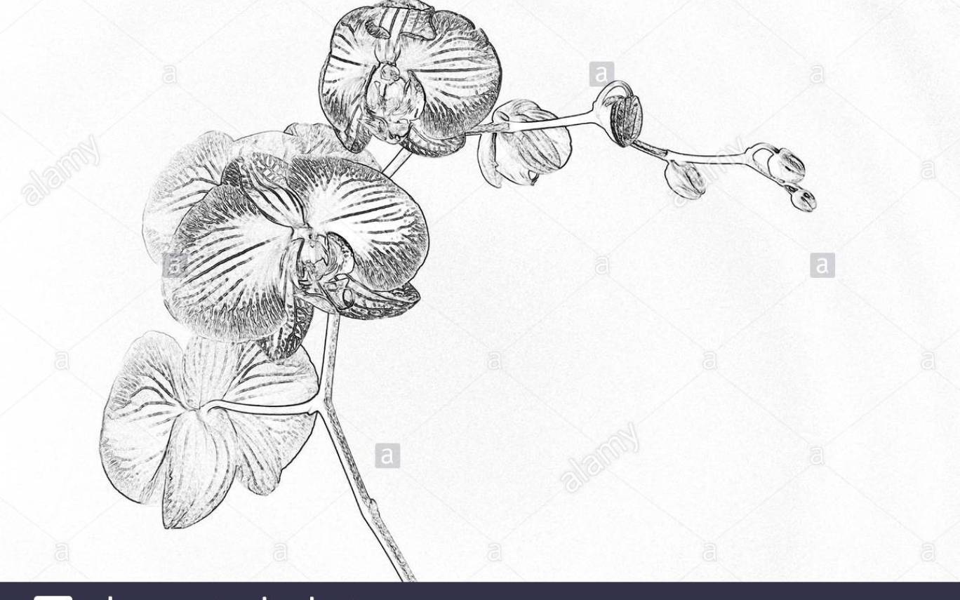 1368x855 Orchid Flower Drawing In Pencil - Orchid Flower Drawing In Pencil