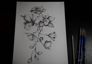 300x210 Orchid Flower Drawing In Pencil Drawing Lessons How To Draw - Orchid Flower Drawing In Pencil