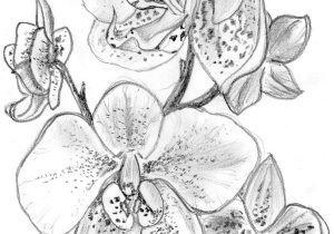 300x210 orchid flower drawing in pencil how to draw orchids - Orchid Flower Drawing In Pencil