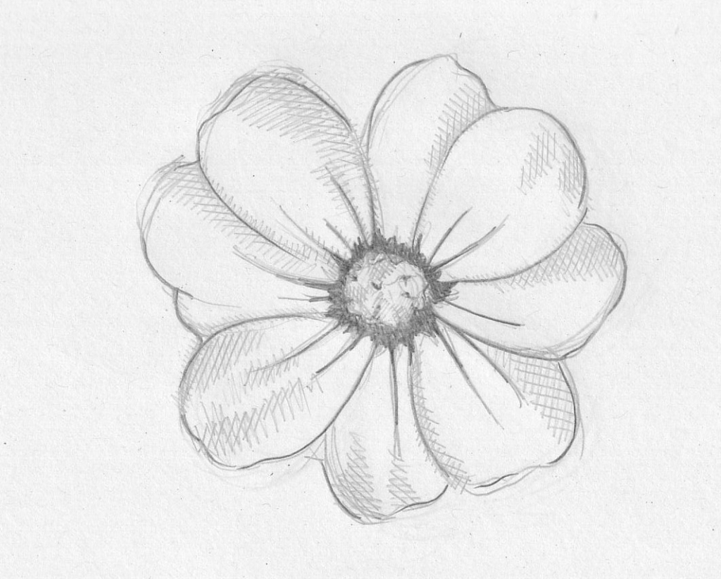 1024x822 orchid flower drawing in pencil orchid flower drawing in pencil - Orchid Flower Drawing In Pencil