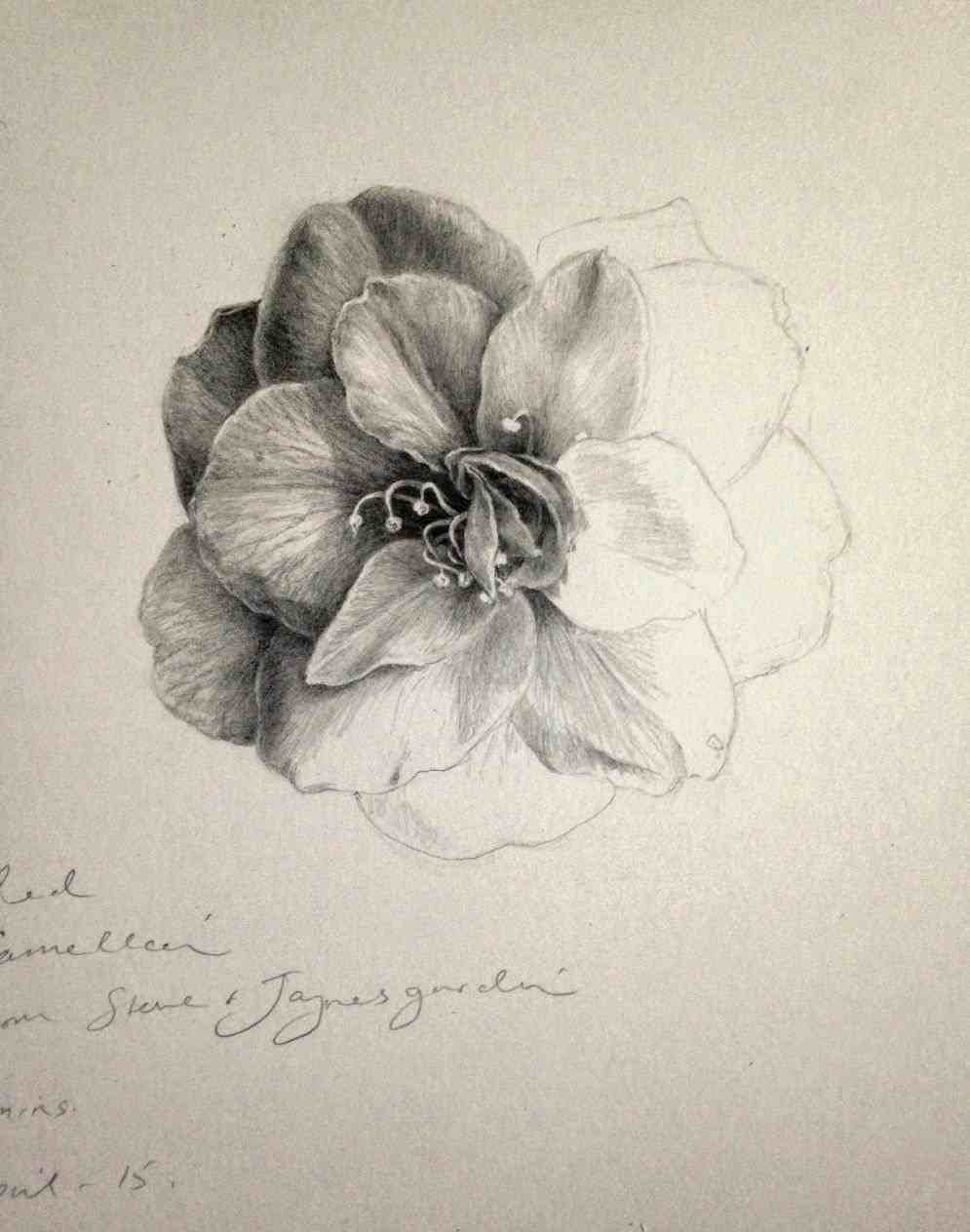 995x1264 orchid flower drawing in pencil u k watercolor ud s janet - Orchid Flower Drawing In Pencil