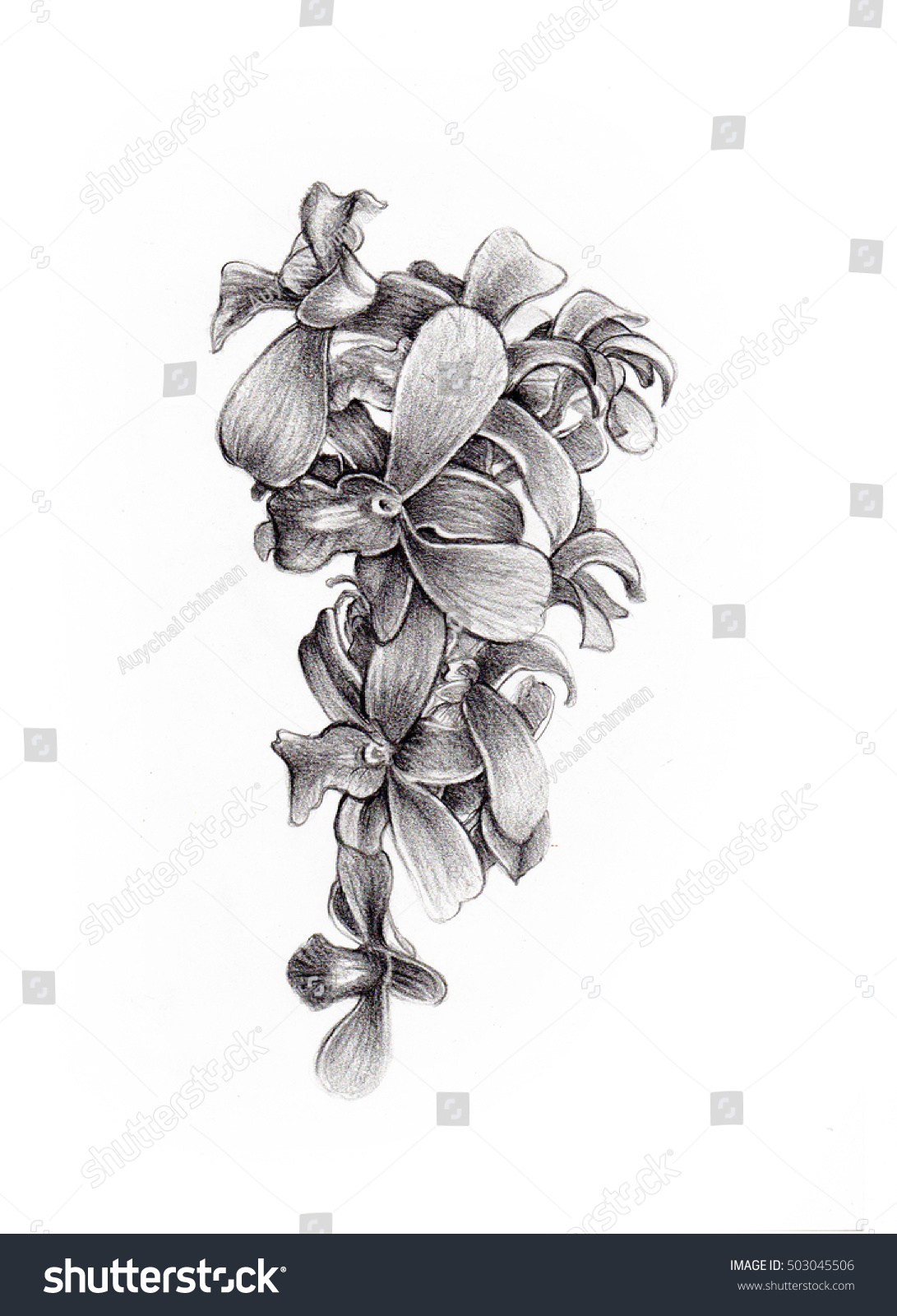 1091x1600 orchid flower drawing in pencil and flower sketch orchids bouquet - Orchid Flower Drawing In Pencil