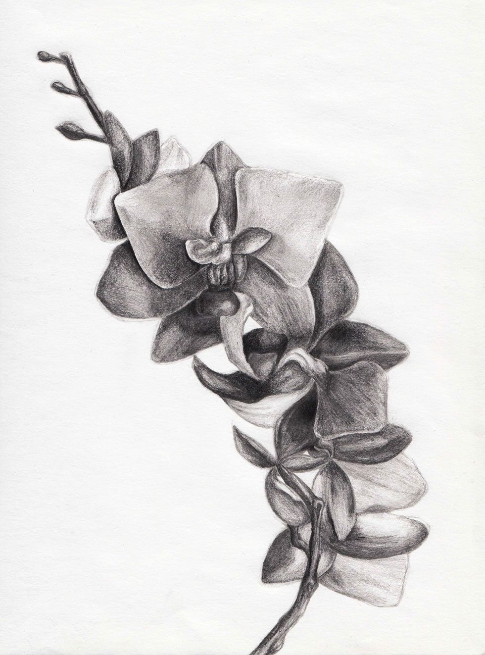 980x1323 orchid sketch sketching - Orchid Flower Drawing In Pencil