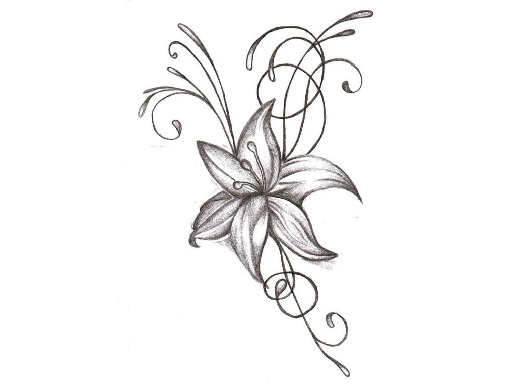 1024x768 pencil drawings of orchids drawing pencil - Orchid Flower Drawing In Pencil