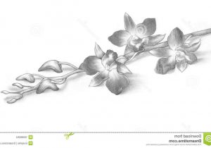 300x210 pencil drawings of orchids orchid print orchid drawing colored - Orchid Flower Drawing In Pencil