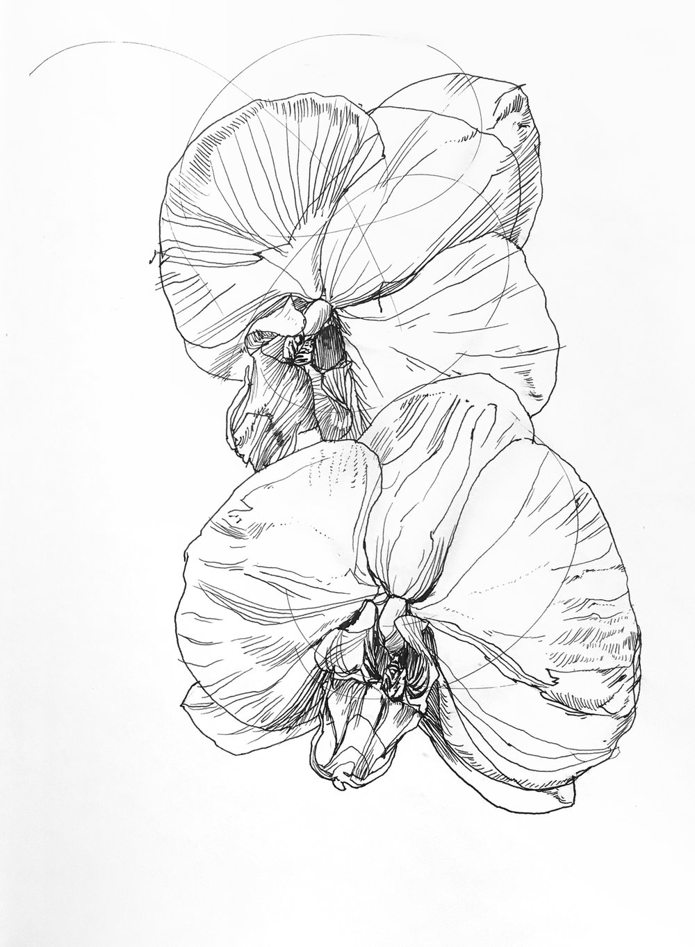 1000x1362 Line Drawings Melissa Carmon - Orchid Line Drawing