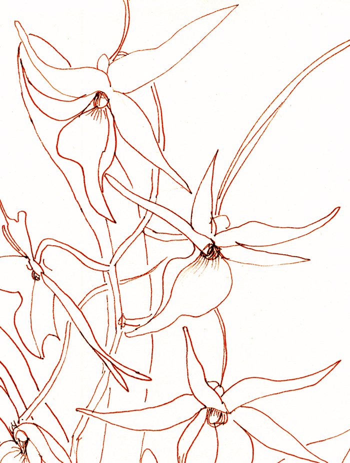 700x925 Longstreet Collection Orchid Line Drawings - Orchid Line Drawing
