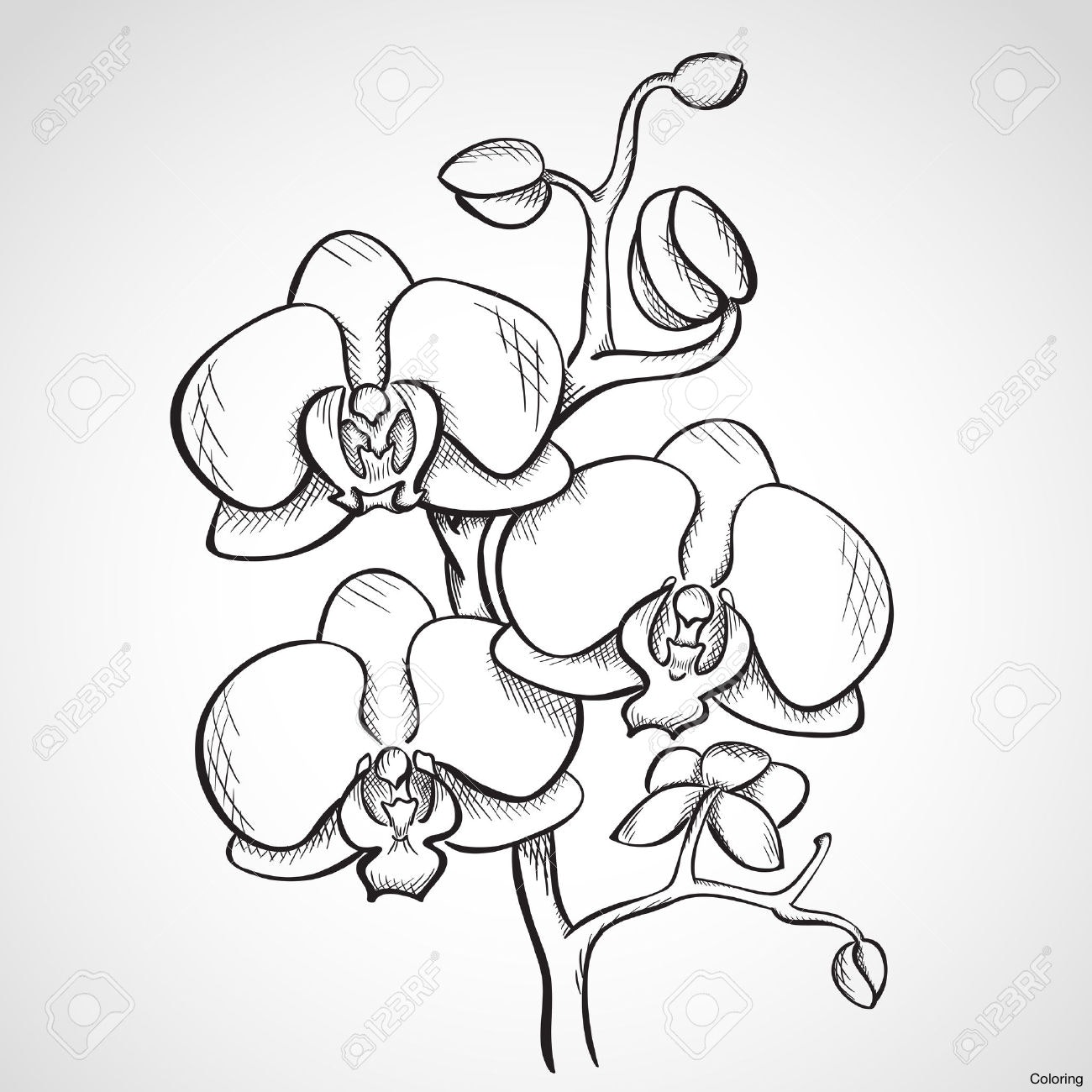1300x1300 Orchid Clipart Line Art - Orchid Line Drawing
