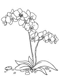 202x261 Best Orchid Drawing Images Paint, Cherry Tree, Sketches - Orchid Line Drawing