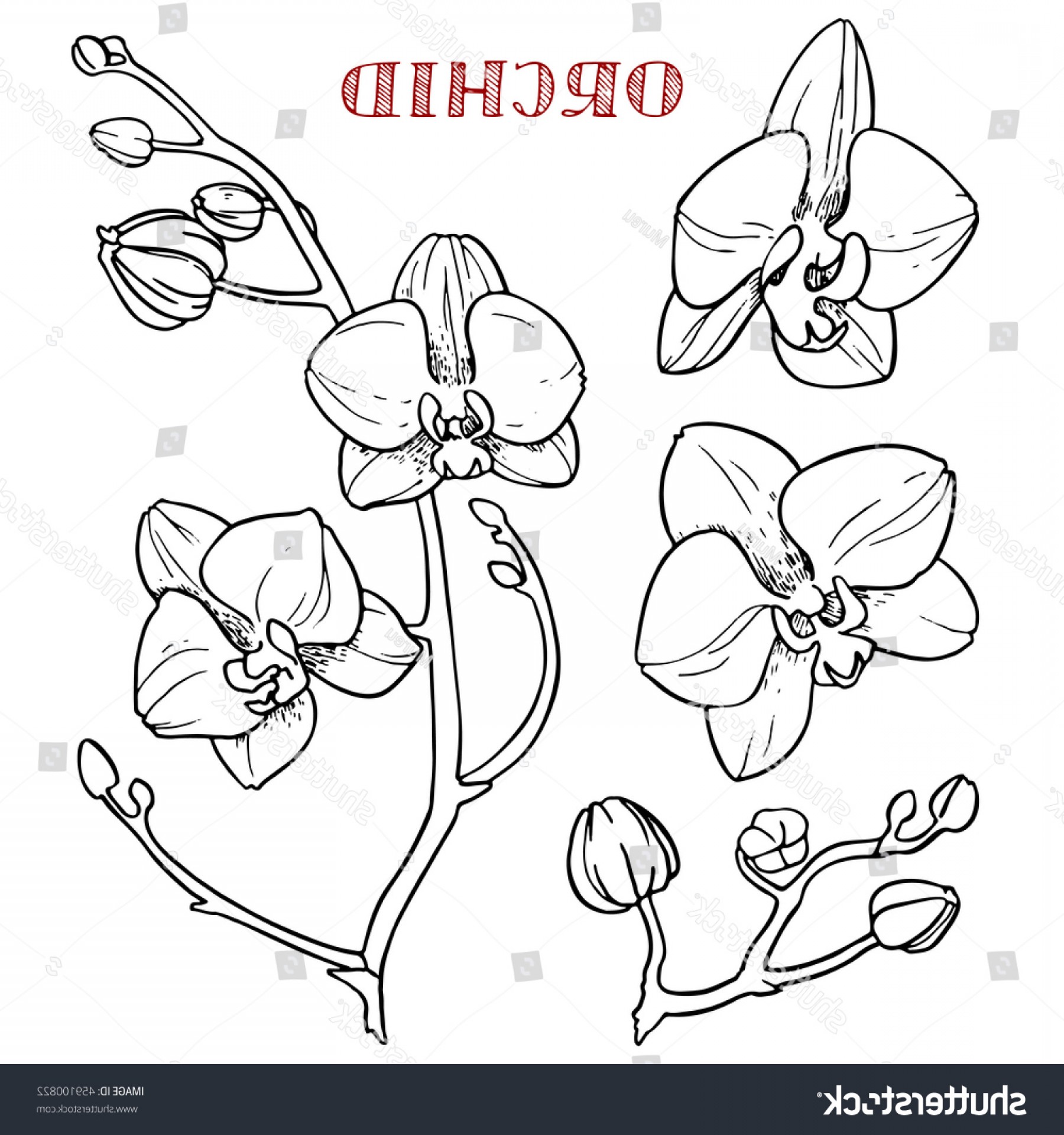 Orchid Line Drawing at PaintingValley.com | Explore collection of ...