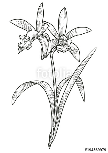 354x500 Orchid Flower Illustration, Drawing, Engraving, Ink, Line Art - Orchid Line Drawing