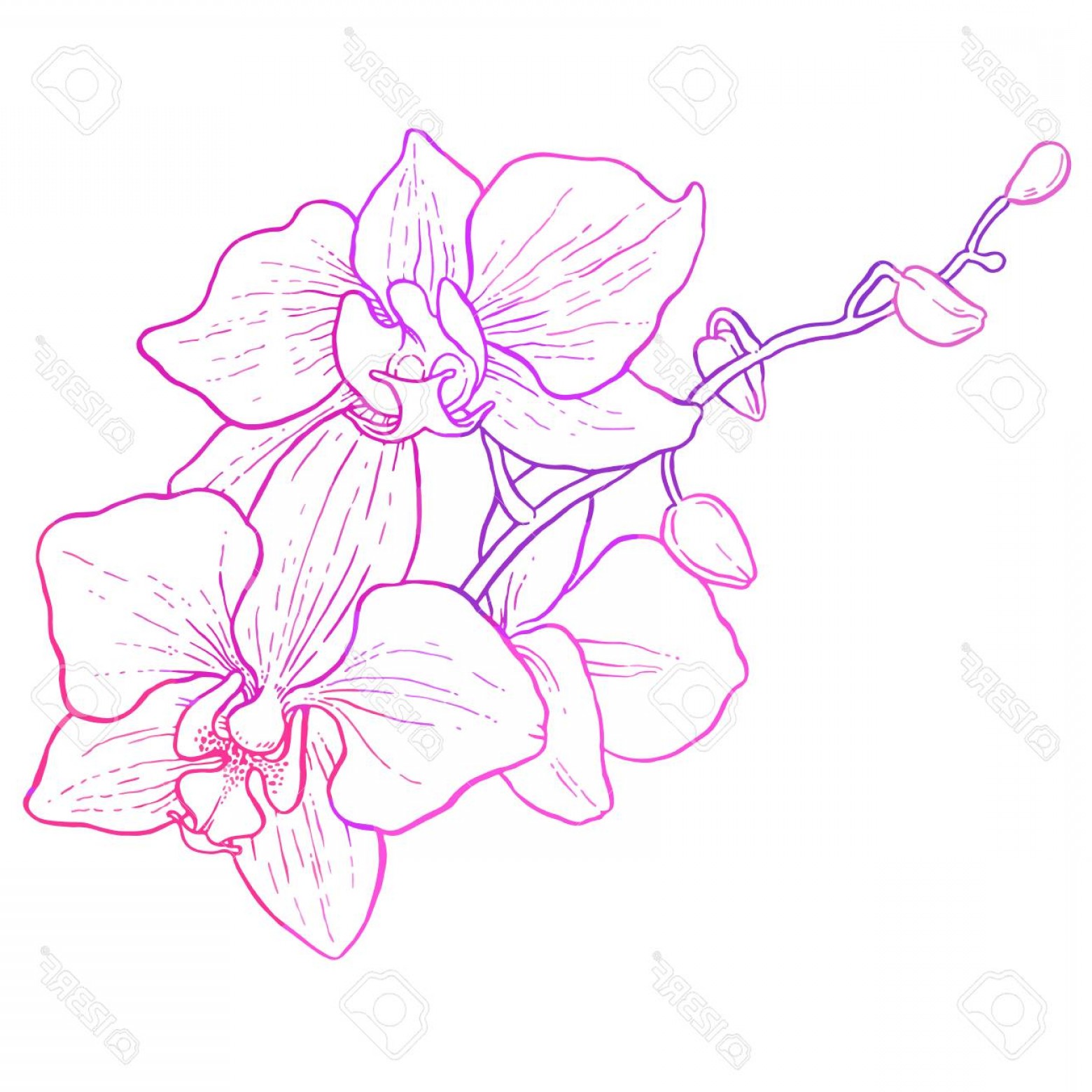 1560x1560 Photostock Vector Hand Drawing Branch Of Orchid Vector Line Art - Orchid Line Drawing