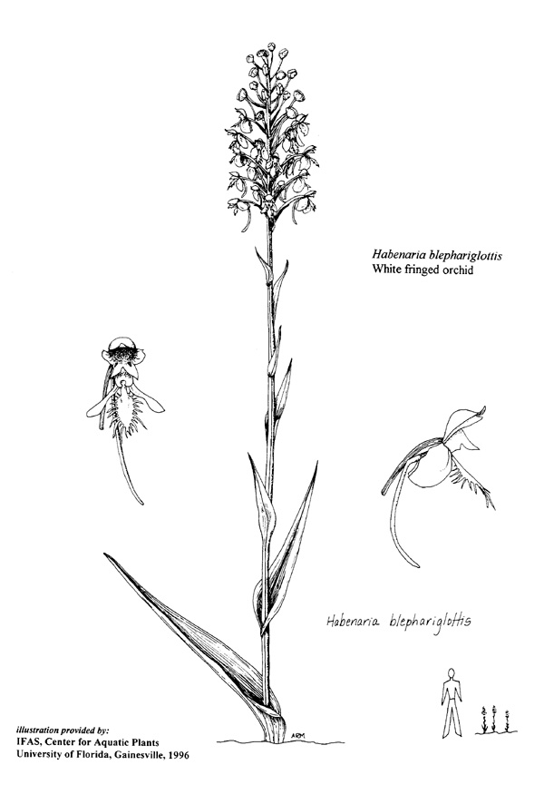 600x886 plant line drawings ufifas center for aquatic and invasive plants - Orchid Line Drawing