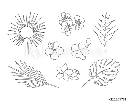 500x400 Set Of Hand Drawn Tropical Plants Isolated On White Background - Orchid Line Drawing