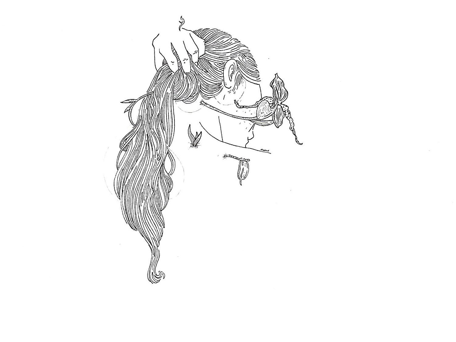 1495x1122 Orchid - Orchid Line Drawing