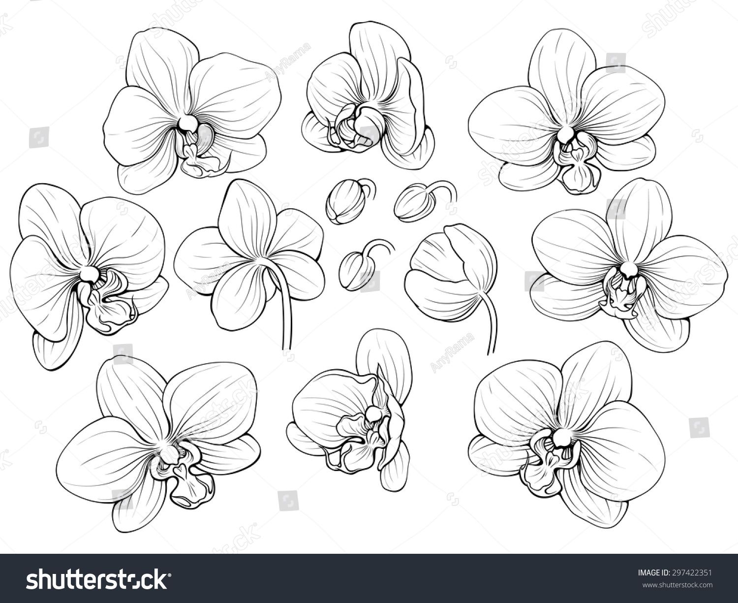 Orchid Line Drawing at Explore collection of