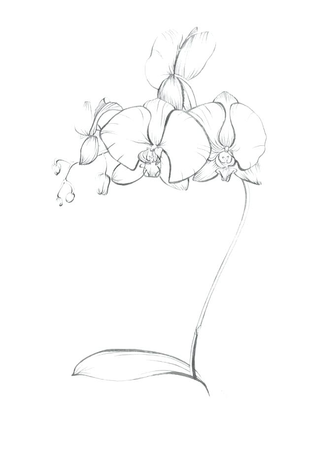 631x960 how to draw orchids para flower pot pencil drawing senharth how - Orchid Pencil Drawing