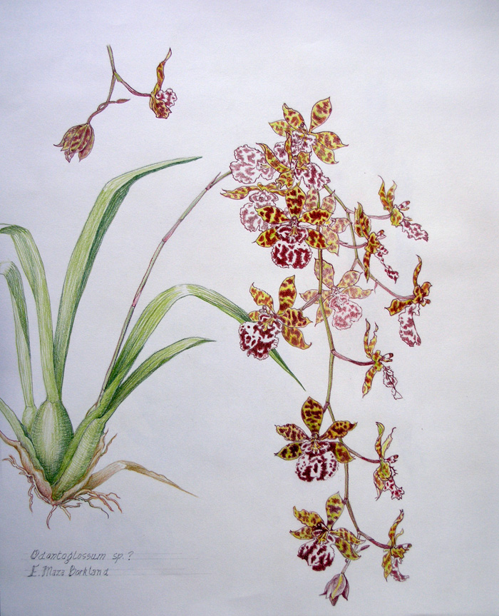 700x863 Maza Studio Orchid Drawing In Colored Pencils - Orchid Pencil Drawing