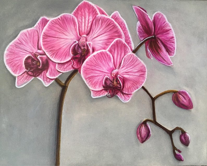 794x638 Original Orchid Colour Pencil Drawing Etsy - Orchid Pencil Drawing