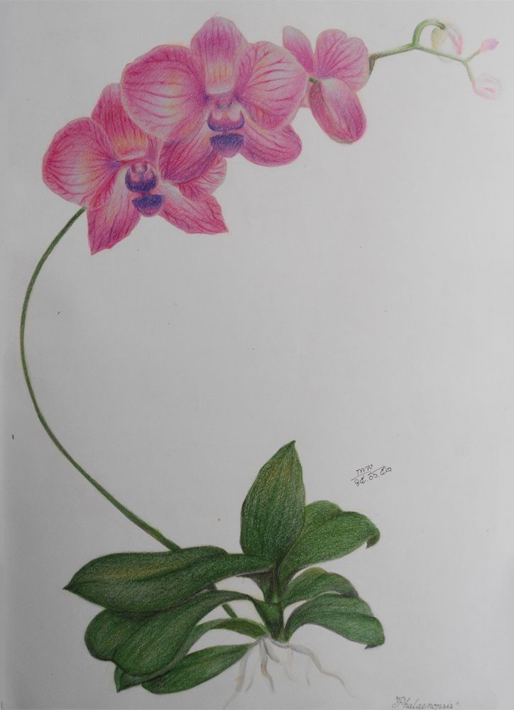 Orchid Pencil Drawing at PaintingValley.com | Explore collection of ...