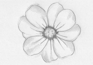 300x210 orchid flower drawing in pencil drawing orchids - Orchid Pencil Drawing