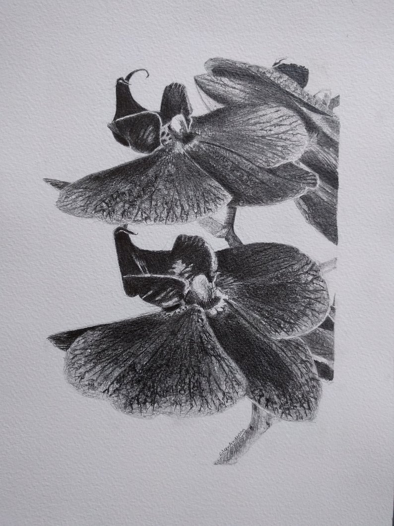 794x1059 Original Pencil Drawing Of An Orchid Etsy - Orchid Pencil Drawing