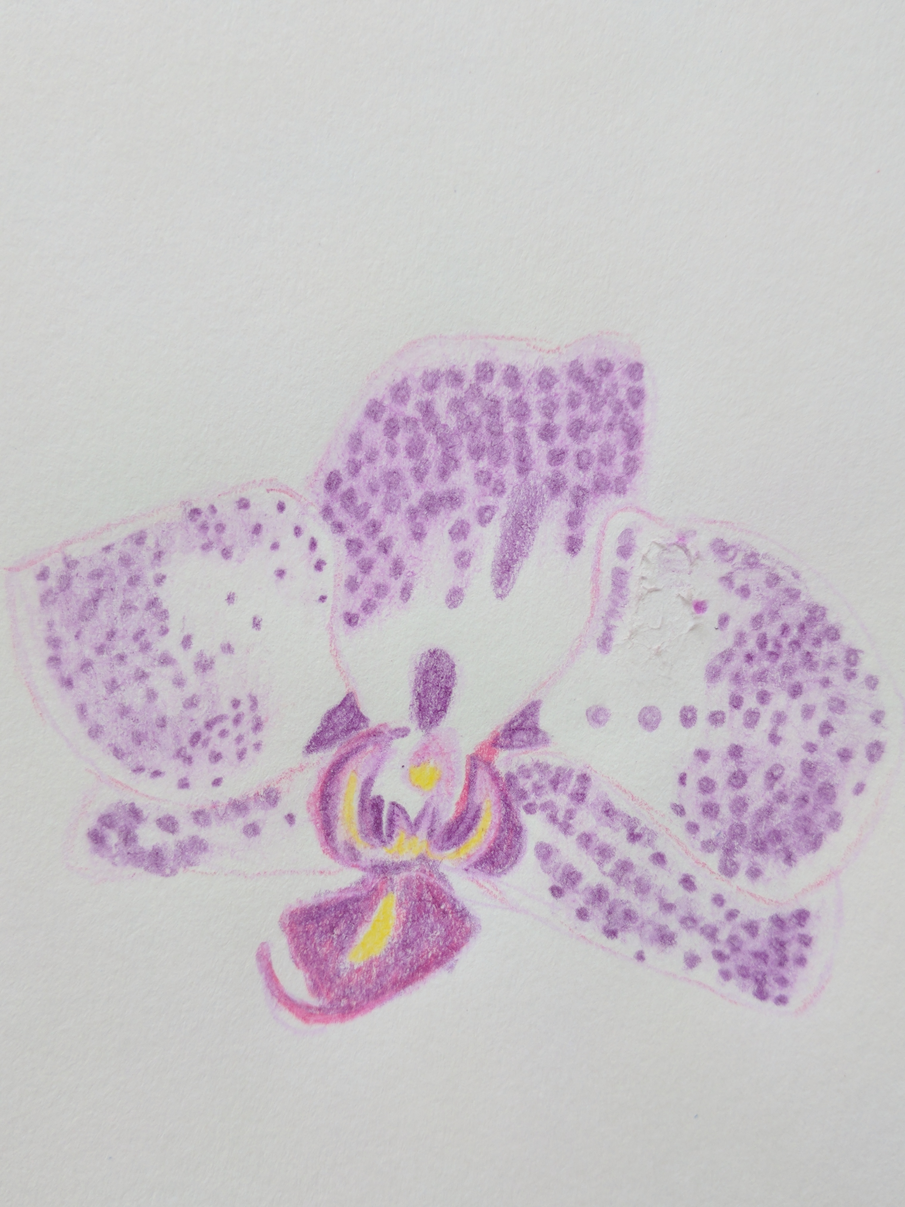 3036x4048 pencil drawing of an orchid the cloudy day working - Orchid Pencil Drawing