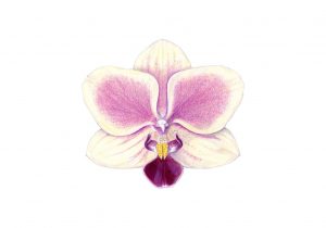 300x210 pencil drawings of orchids orchid flower drawing in pencil pencil - Orchid Pencil Drawing