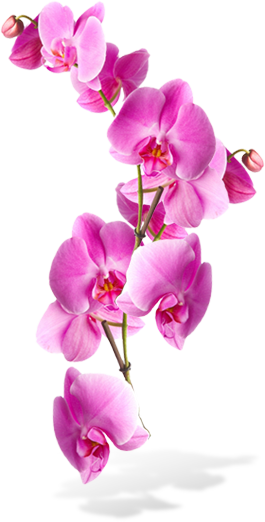 265x522 Pencils Drawing Orchid Transparent Png Clipart Free Download - Orchid Pencil Drawing