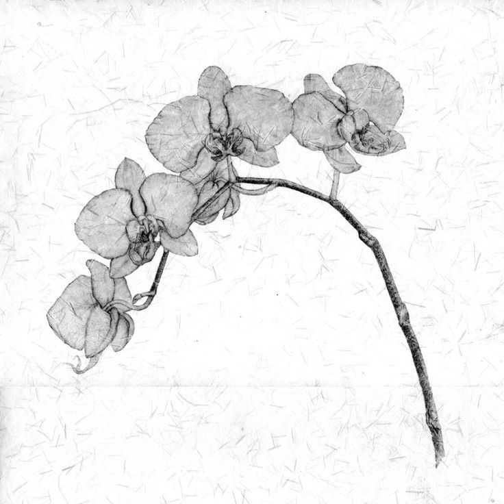 736x736 photos pencil drawings of orchids - Orchid Pencil Drawing