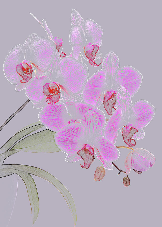 642x900 pink orchids as coloured pencil drawing - Orchid Pencil Drawing
