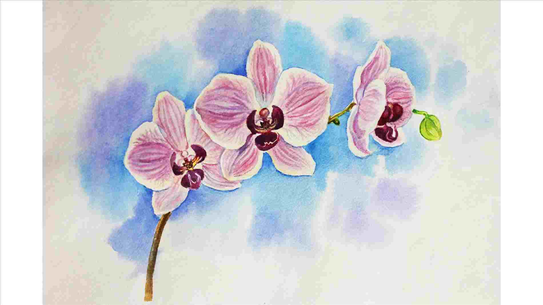 1900x1068 Drawing Orchid Flower Drawing In Pencil Lessons How To Draw - Orchid Pencil Drawing