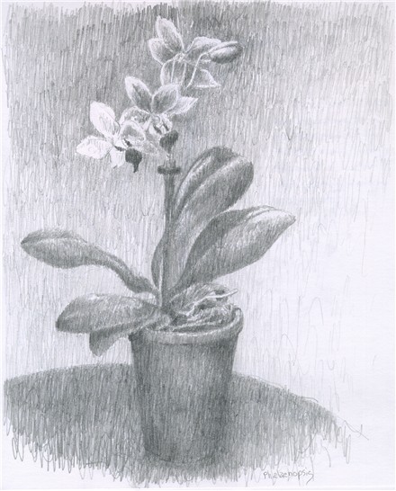 440x546 orchid pencil drawing study chris carter artist third time around - Orchid Pencil Drawing