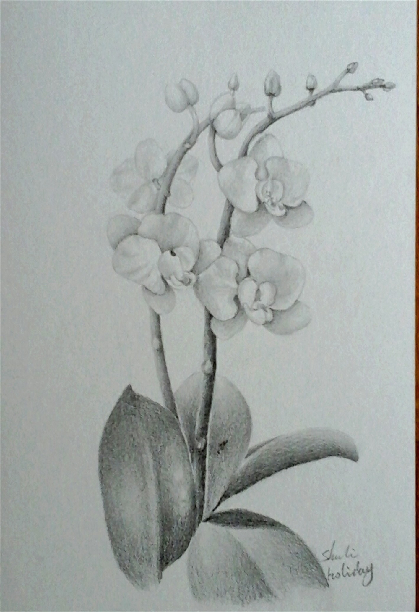 1418x2069 Pencil Drawing - Orchid Pencil Drawing