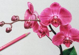 300x210 drawing of orchids pencil drawings of orchids oriental orchid - Orchid Pencil Drawing
