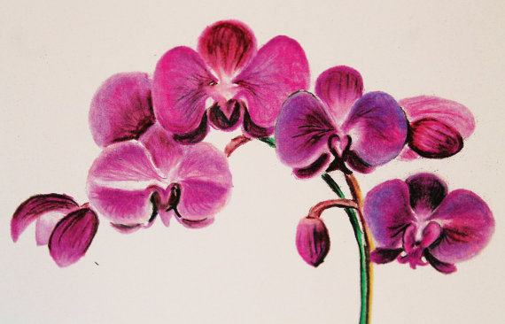 Orchid Pencil Drawing at PaintingValley.com | Explore collection of ...