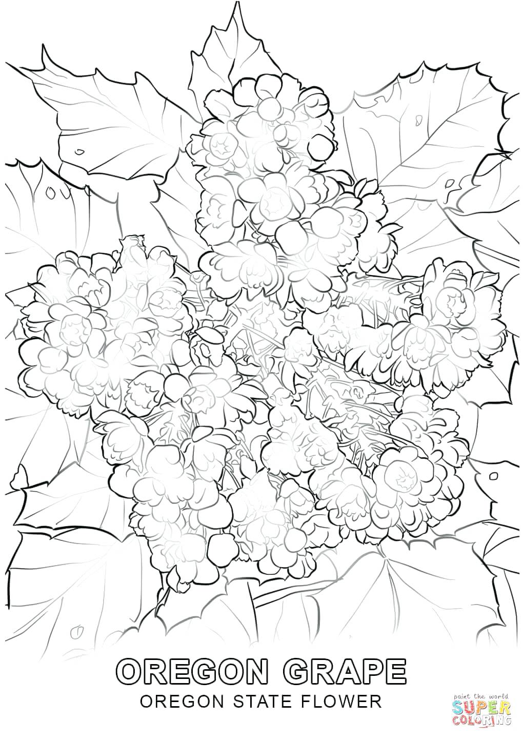 1020x1440 oregon state flower and tree grape flowers oregon state flower - Oregon State Flower Drawing