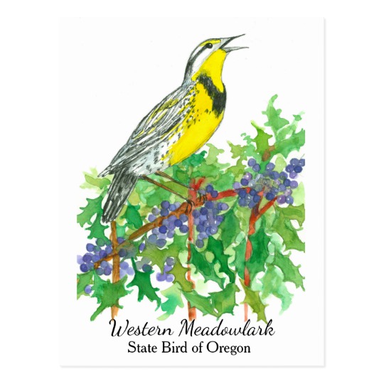 540x540 oregon state flower bird meadowlark postcard - Oregon State Flower Drawing