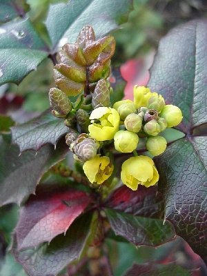 300x400 oregon state flower - Oregon State Flower Drawing