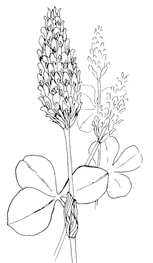 300x515 oregon state flower - Oregon State Flower Drawing