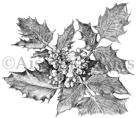 450x390 oregon state flower aislinn adams - Oregon State Flower Drawing