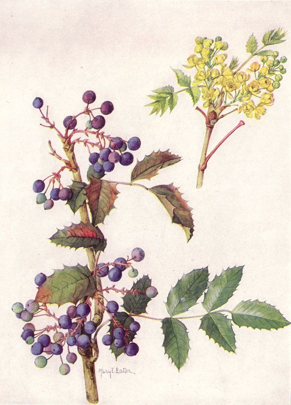 589x819 Herbalism Oregon Grape, Botanical - Oregon State Flower Drawing