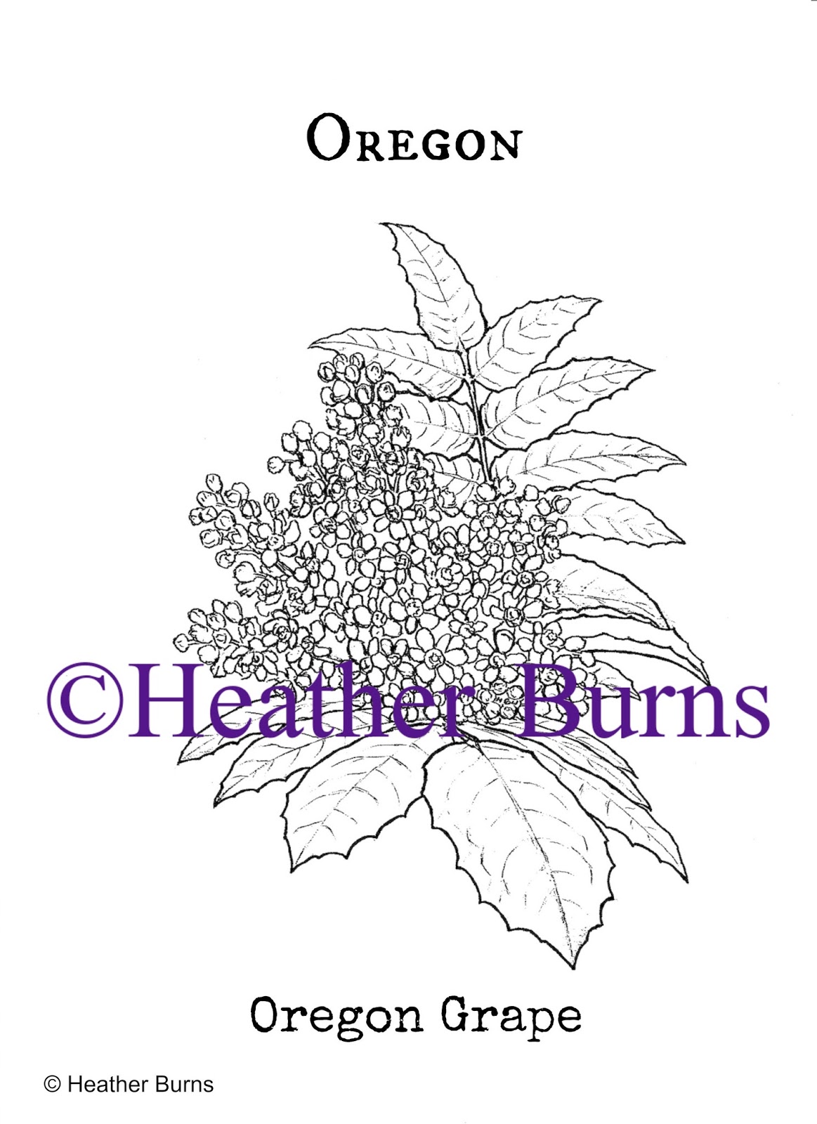 1163x1600 state flower coloring book oregon grape coloring page - Oregon State Flower Drawing