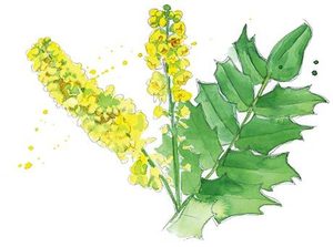 300x223 native plant of the month tall oregon grape the seattle times - Oregon State Flower Drawing