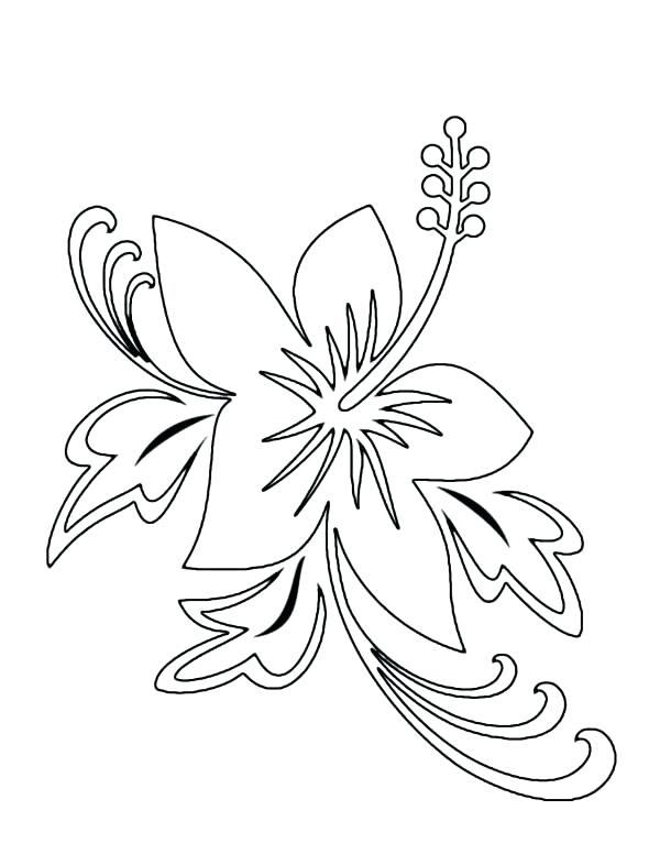 600x776 new jersey state flower coloring page - Oregon State Flower Drawing