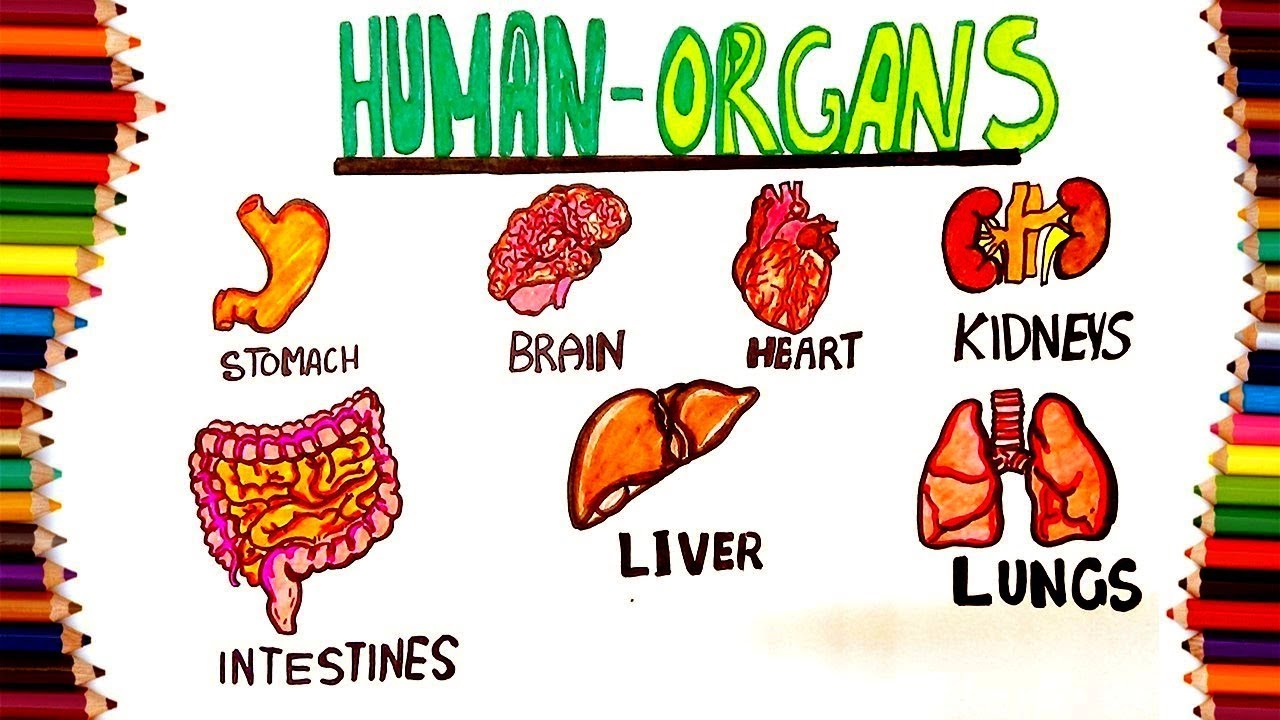 body organs drawing easy