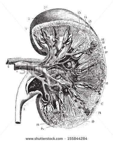 Organ Drawing at PaintingValley.com | Explore collection of Organ Drawing