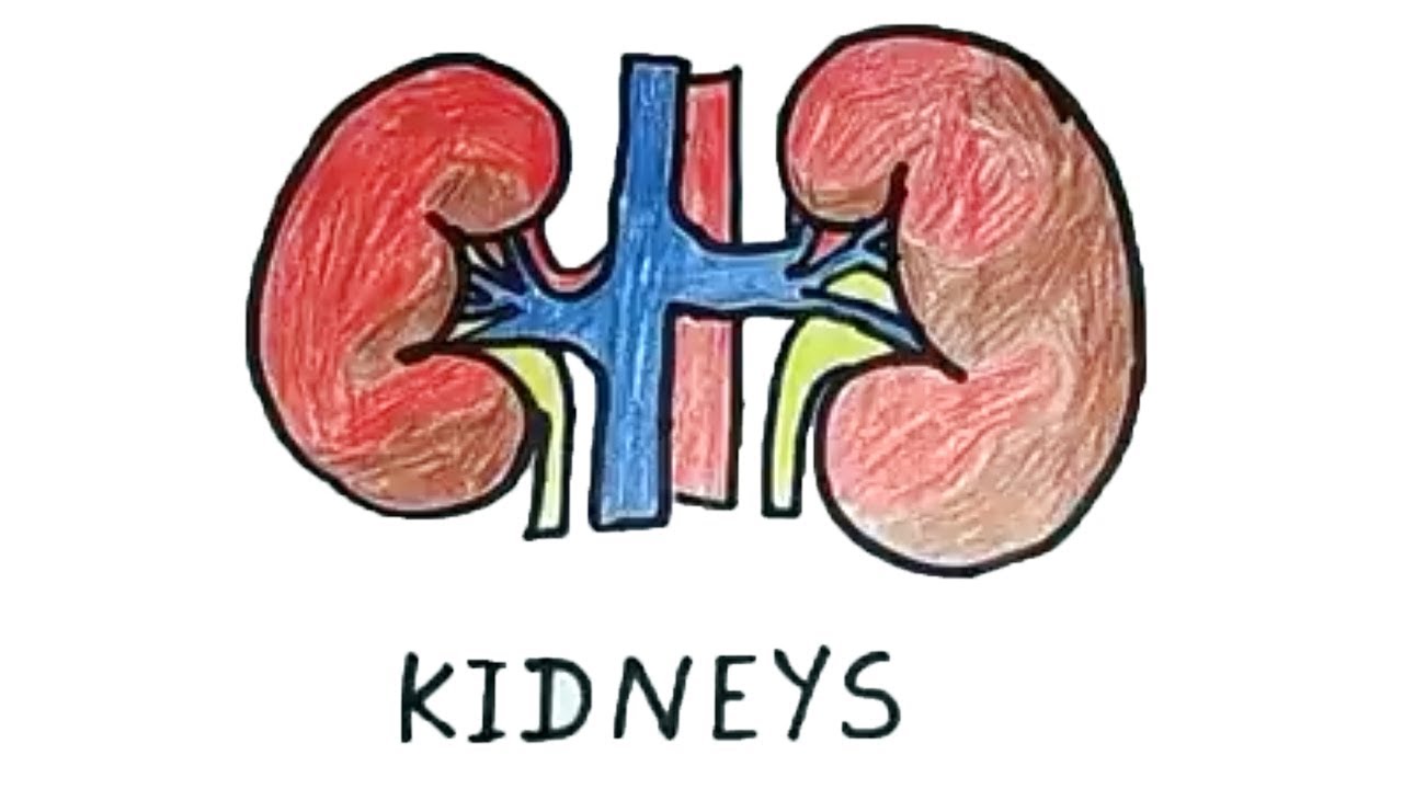 1280x720 how to draw a kidney human organs drawing easy step - Organ Drawing