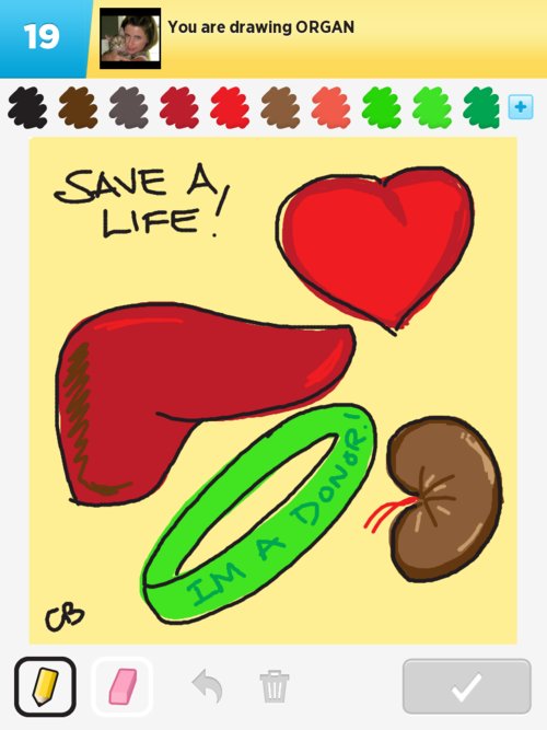 500x667 organ drawings - Organ Drawing