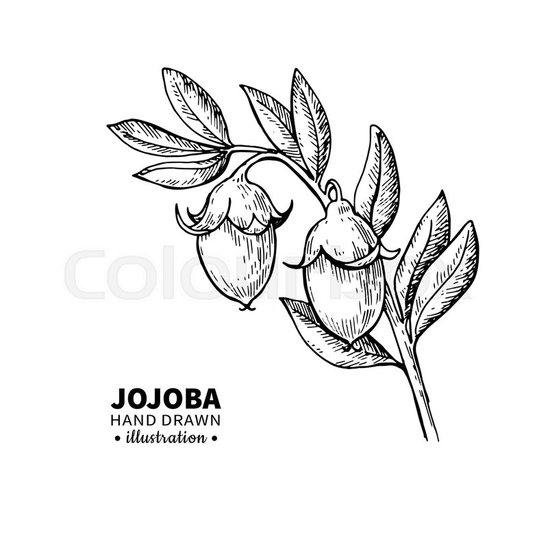 800x800 Jojoba Vector Drawing Isolated Stock Vector Colourbox - Organic Drawing